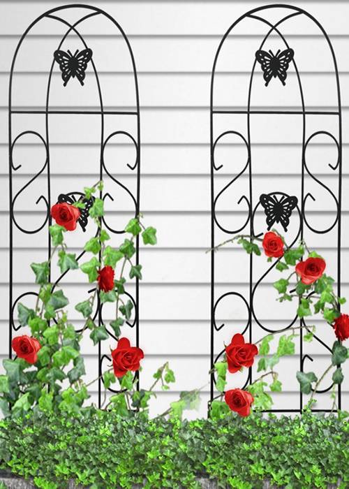 Two metal garden trellis in row, long vines with red flowers free climbing on the trellis.