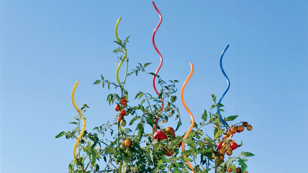 Colorful tomato spiral stakes for tomato supporting.