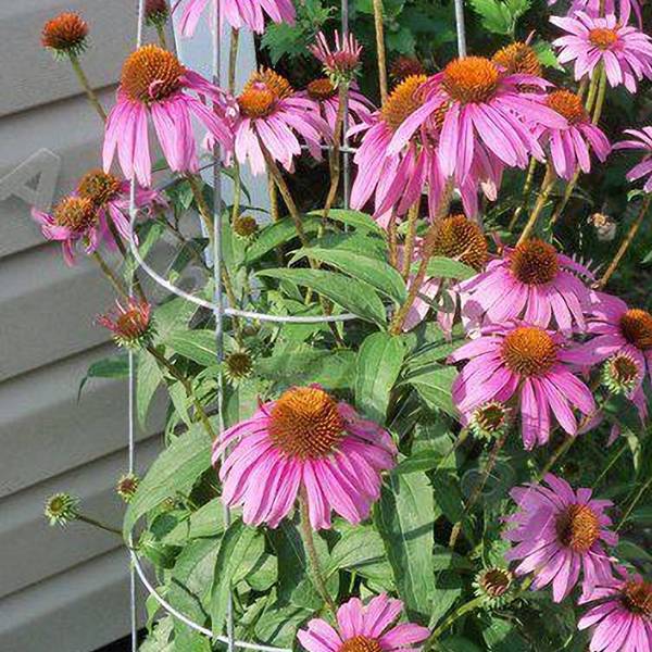 Straight shape conical plant support for purple coneflower.
