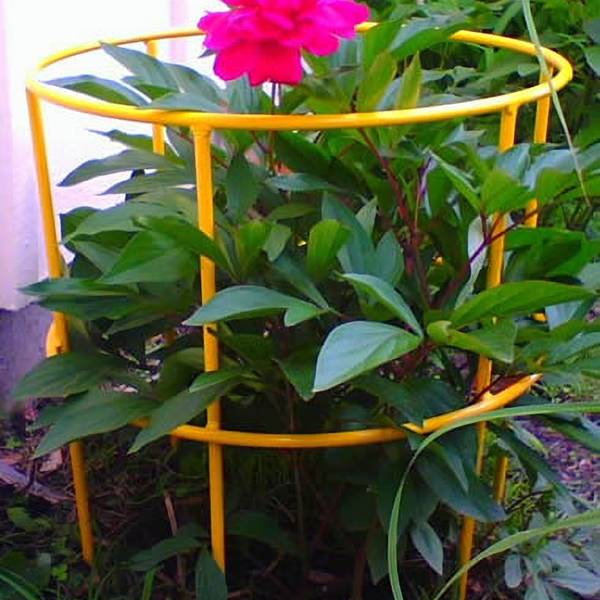 Yellow straight shape conical plant support for epiphyllum.