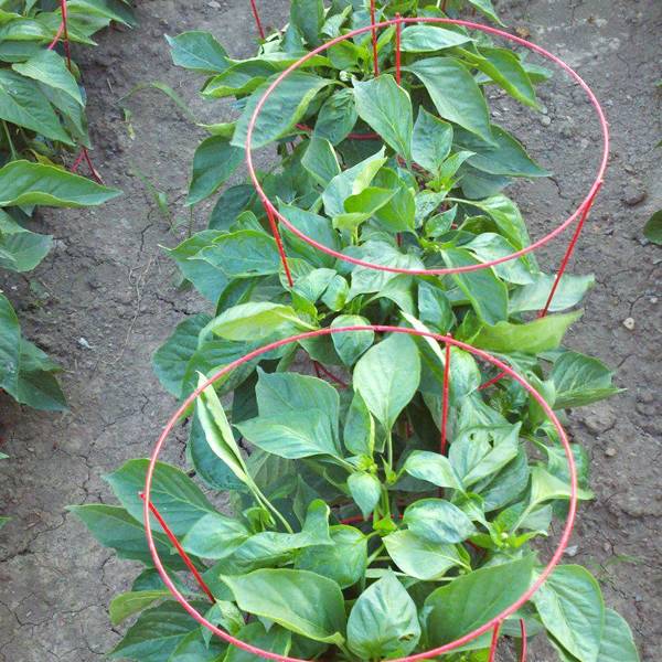 Red straight shape conical plant support for pepper plants.