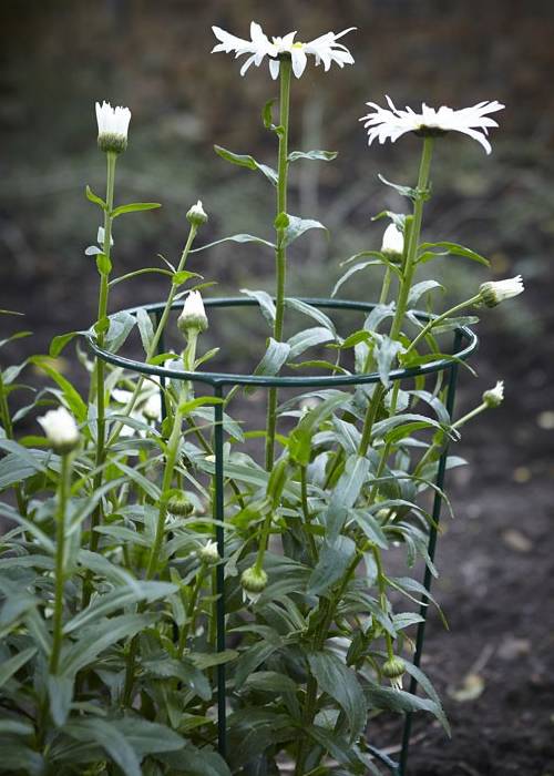 White sweet scabious grow through the conical plant support with green color.