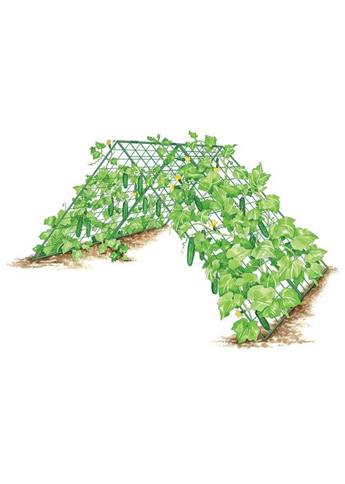 Click to view more about cucumber trellis.