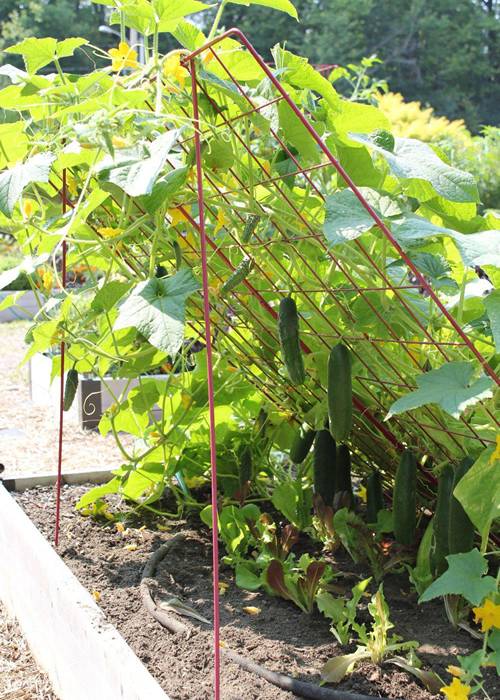 Tent-shaped cucumber trellis supported by two stable stakes for cuke support.