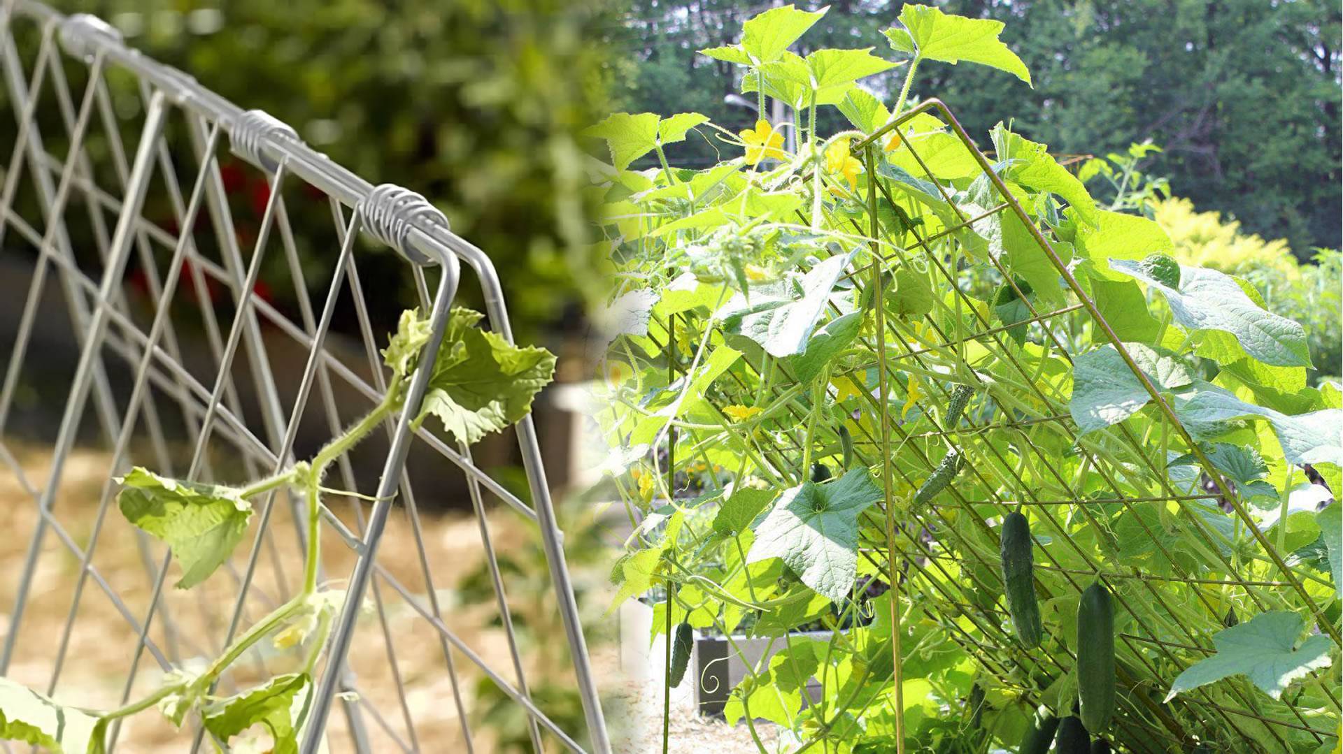 Manufacturer of metal garden trellis for vegetable and flowers support.