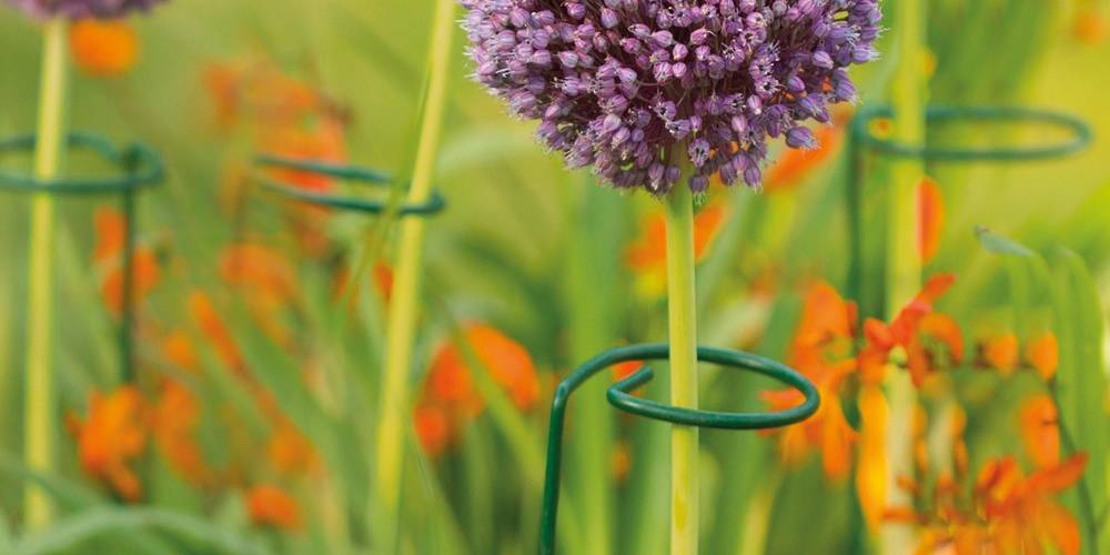 Green single stem plant support for purple allium support.
