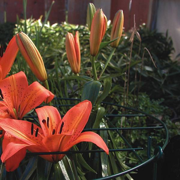 Round grow thru plant supports keep red lily grow upright.