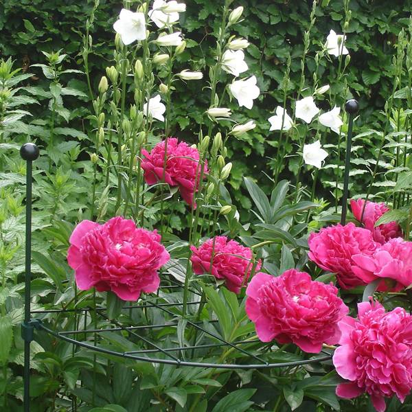 Round grow thru plant supports keep red peony grow upright.