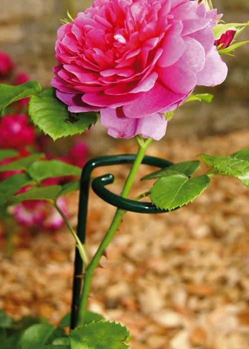 Single stem plant support keeps pink peony growing straightly during its flowering phase.