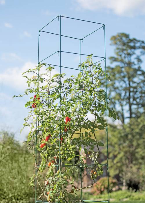 Square shaped tomato tower for tomato plant with red and round fruits.
