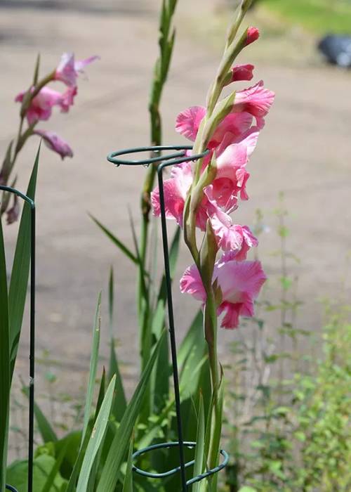Single stem plant support keeps gladiolus growing straightly during its flowering phase.