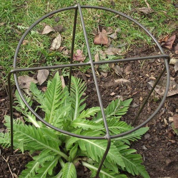 Circle grow through plant support with four legs for herbaceous plant