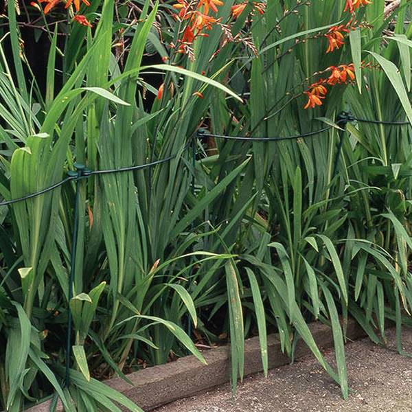 Plant support path bow installed along the crocosmia garden.