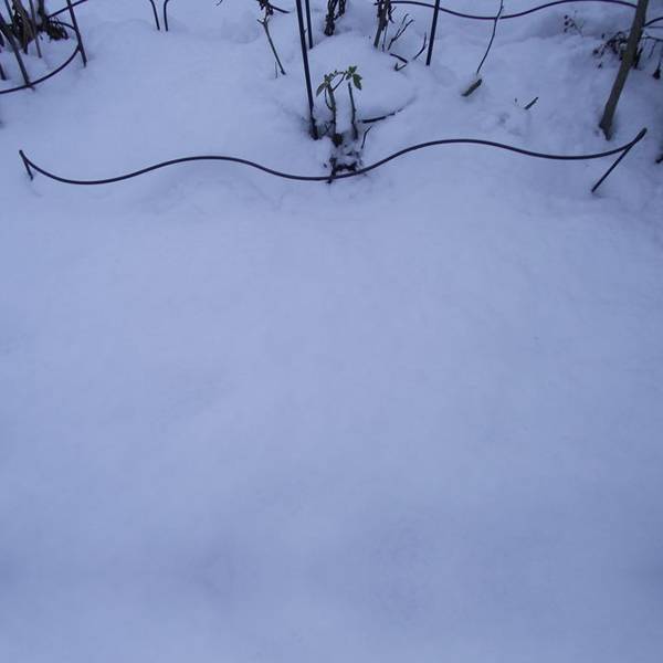 Plant support path bows placed in the snowfield.