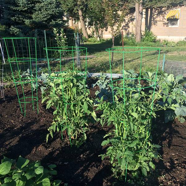 Straight shape tomato cage for gardening tomato plants.