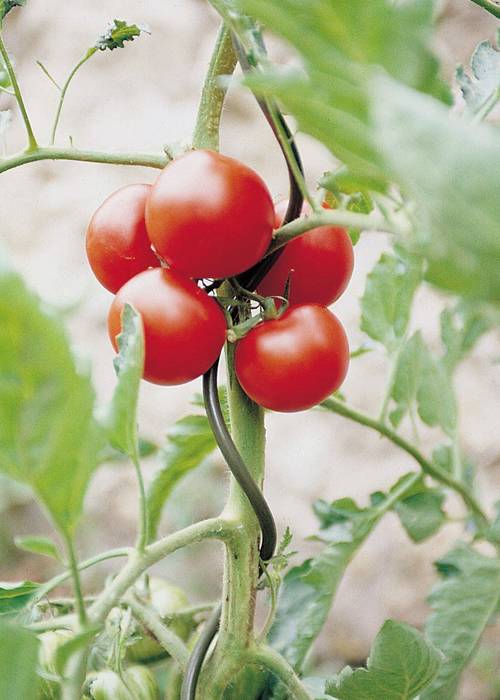 Tomato spiral wire for tomato plant support and keep the mature fruits big and clean.