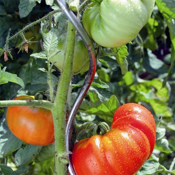 Tomato spiral wire for tomato plant support with red and round fruits.