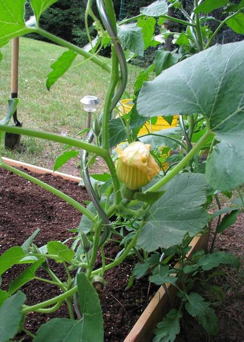Tomato spiral wire for cucumbers plant support and keep its fruits off the ground.