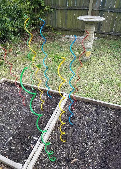Install tomato spiral wire before tomato plant grow up.