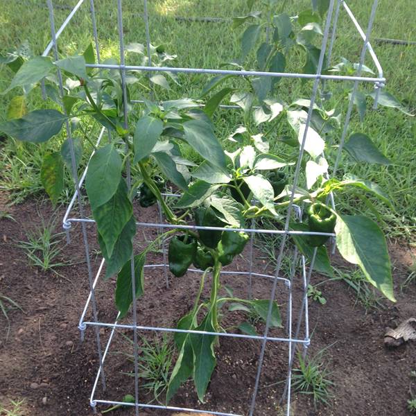 Galvanized tomato tower gathering the young pepper plant for grow healthy.
